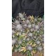 Guava Auto RF3 - Fast Buds