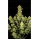 Guava Auto - Fast Buds