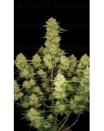 Guava Auto - Fast Buds