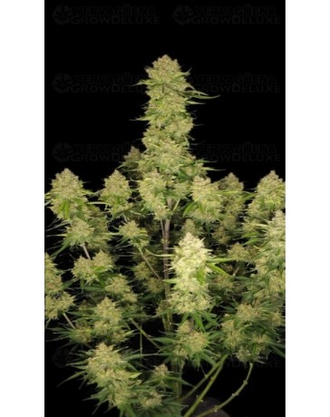 Guava Auto - Fast Buds