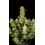 Guava Auto - Fast Buds
