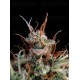 Guava Auto - Fast Buds