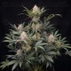 Guava Runtz Auto - Fast Buds