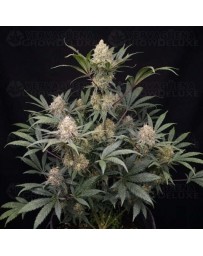 Guava Runtz Auto - Fast Buds