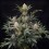 Guava Runtz Auto - Fast Buds