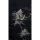 Guava Runtz Auto - Fast Buds
