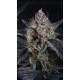 Guava Runtz Auto - Fast Buds