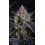 Guava Runtz Auto - Fast Buds