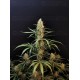 Jack Herer Auto - Fast Buds