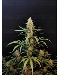 Jack Herer Auto - Fast Buds