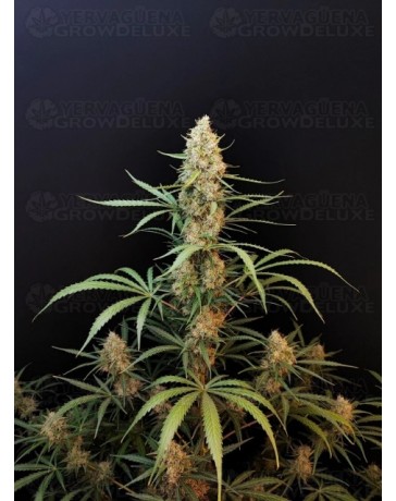 Jack Herer Auto - Fast Buds