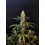 Jack Herer Auto - Fast Buds