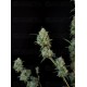 Jack Herer Auto - Fast Buds