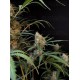 Jack Herer Auto - Fast Buds