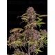 Lemon Cherry Cookies Auto - Fast Buds