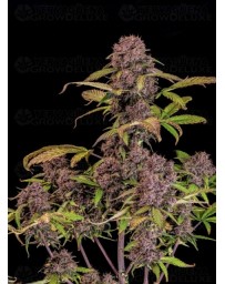 Lemon Cherry Cookies Auto - Fast Buds
