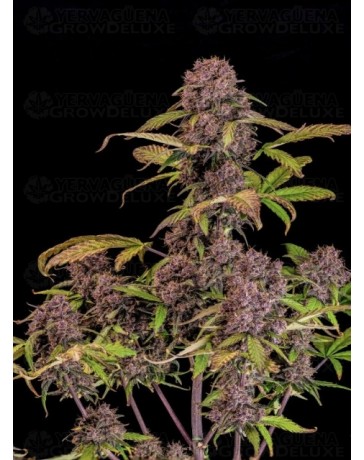 Lemon Cherry Cookies Auto - Fast Buds