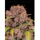 Lemon Cherry Cookies Auto - Fast Buds