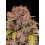 Lemon Cherry Cookies Auto - Fast Buds