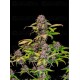 Lemon Cherry Cookies Auto - Fast Buds