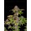 Lemon Cherry Cookies Auto - Fast Buds