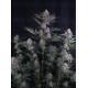 Lemon Tree Auto - Fast Buds