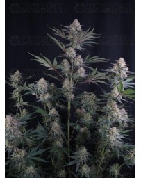 Lemon Tree Auto - Fast Buds