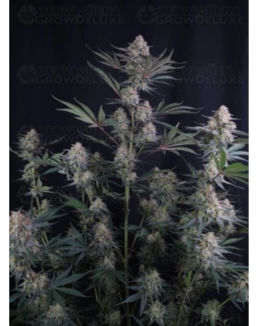 Lemon Tree Auto - Fast Buds