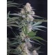 Lemon Tree Auto - Fast Buds