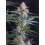 Lemon Tree Auto - Fast Buds