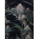 Lemon Tree Auto - Fast Buds
