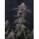 Mango Cherry Runtz Auto - Fast Buds