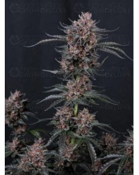 Mango Cherry Runtz Auto - Fast Buds