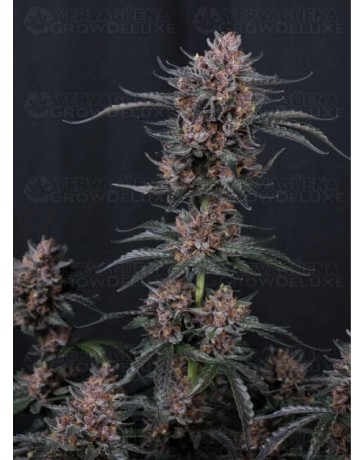 Mango Cherry Runtz Auto - Fast Buds