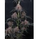 Mango Cherry Runtz Auto - Fast Buds
