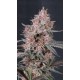 Mango Cherry Runtz Auto - Fast Buds