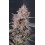 Mango Cherry Runtz Auto - Fast Buds