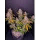 LSD-25 Auto - Fast Buds