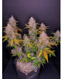LSD-25 Auto - Fast Buds