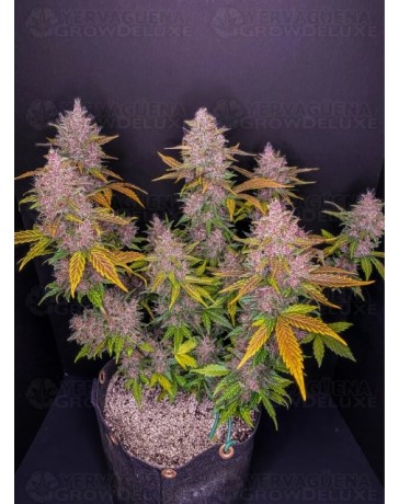 LSD-25 Auto - Fast Buds