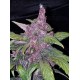 LSD-25 Auto - Fast Buds