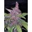 LSD-25 Auto - Fast Buds