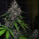 LSD-25 Auto - Fast Buds