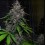 LSD-25 Auto - Fast Buds