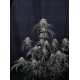 Mango Frost Auto - Fast Buds