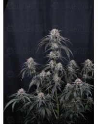Mango Frost Auto - Fast Buds
