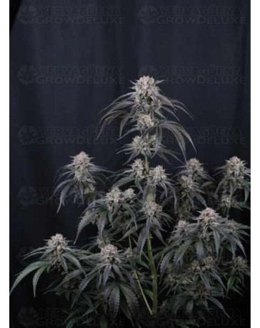 Mango Frost Auto - Fast Buds