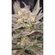 Mango Frost Auto - Fast Buds