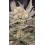 Mango Frost Auto - Fast Buds