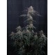 Mendo Cherry Cookies Auto - Fast Buds